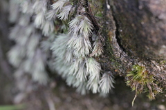 Leucobryum gracile