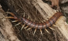 Hemiscolopendra marginata