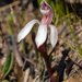 Lizard Orchid - Photo (c) timrudman, some rights reserved (CC BY-NC), uploaded by timrudman