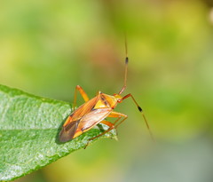 Pseudopantilius australis