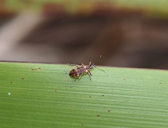 Pachyurinus sticticus
