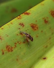 Pachyurinus sticticus