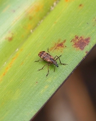 Pachyurinus sticticus