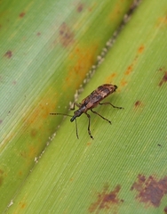 Pachyurinus sticticus