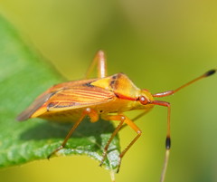 Pseudopantilius australis