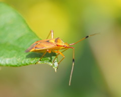 Pseudopantilius australis