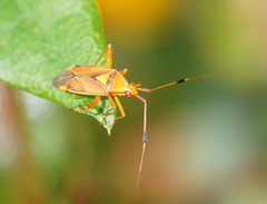 Pseudopantilius australis