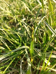 Carex otrubae