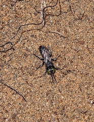 Tachysphex nigerrimus