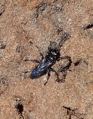 Tachysphex nigerrimus