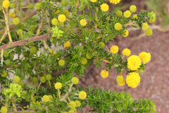 Acacia pulchella