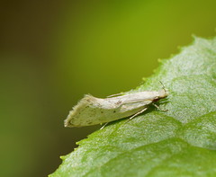 Thema argoptera
