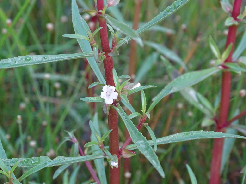 Bacopa lacertosa