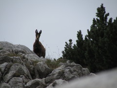 Rupicapra rupicapra balcanica