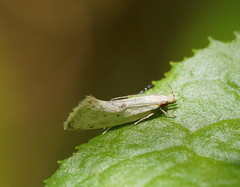 Thema argoptera