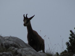 Rupicapra rupicapra balcanica