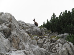 Rupicapra rupicapra balcanica