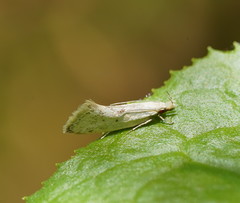Thema argoptera