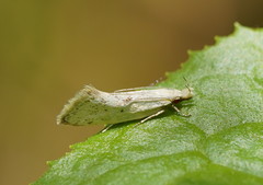 Thema argoptera
