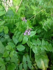 Vicia sepium