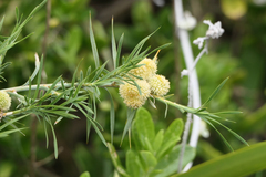 Acanthocarpus preissii