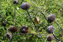 Sporophila nigricollis