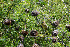 Sporophila nigricollis