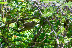 Sporophila nigricollis