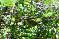 Sporophila nigricollis