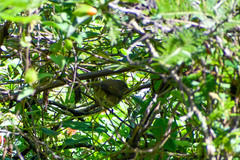 Sporophila nigricollis