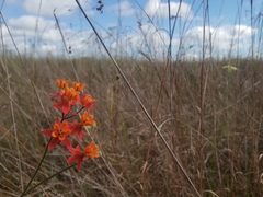 Asclepias lanceolata image