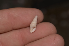 Pulsarella cognata
