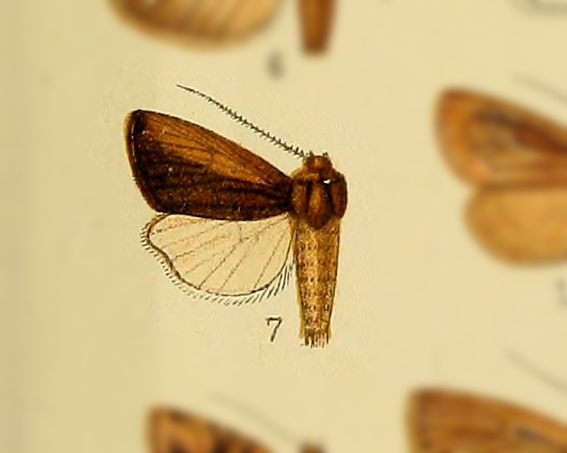 Busseola praepallens