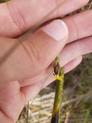 Xyris calcicola