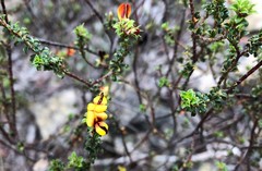 Pultenaea densifolia