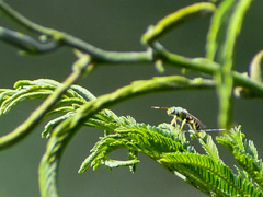 Agapostemon nasutus