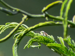 Agapostemon nasutus