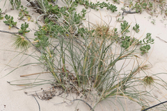 Spinifex longifolius
