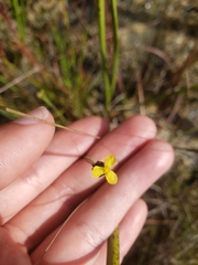 Xyris calcicola