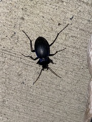 Carabus sylvosus
