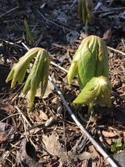 Podophyllum peltatum