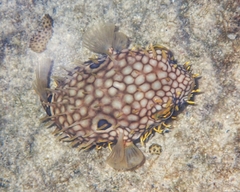 Chilomycterus antillarum