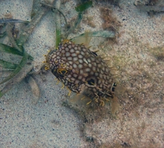 Chilomycterus antillarum