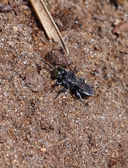 Tachysphex nigerrimus