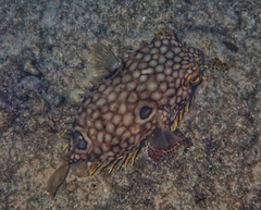 Chilomycterus antillarum