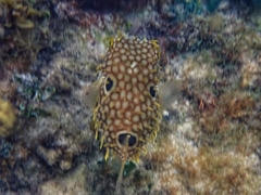 Chilomycterus antillarum