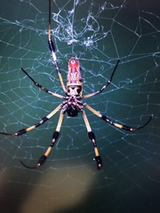 Trichonephila clavipes image