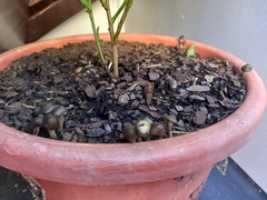 Psilocybe angulospora