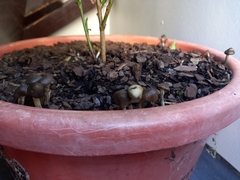 Psilocybe angulospora
