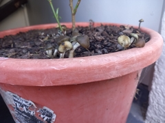 Psilocybe angulospora